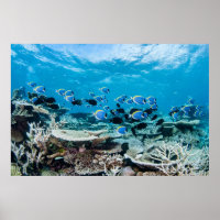Playas tropicales | Sturgeon Entre Coral