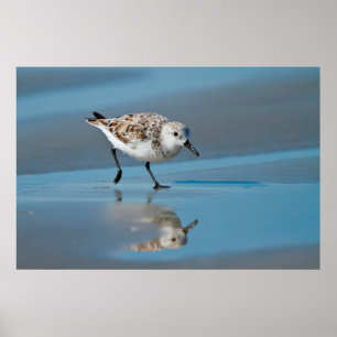 Póster Playerito Arenero (Calidris Albe) Alimentándose En