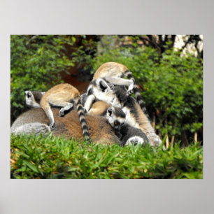 Póster Playful baby Ring tailed Lemurs