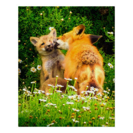 Póster Playful Fox Kits Wildlife Nature Photography Print