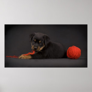 Póster Playing Puppy 5