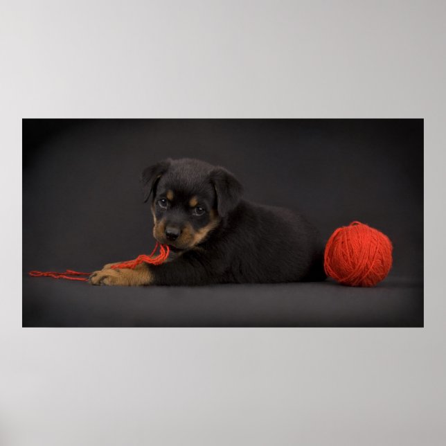 Póster Playing Puppy 5 (Frente)