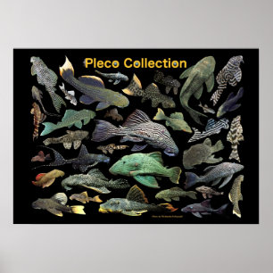 Póster Plecoの 仲 間 の ス タ ポ・・, No.01