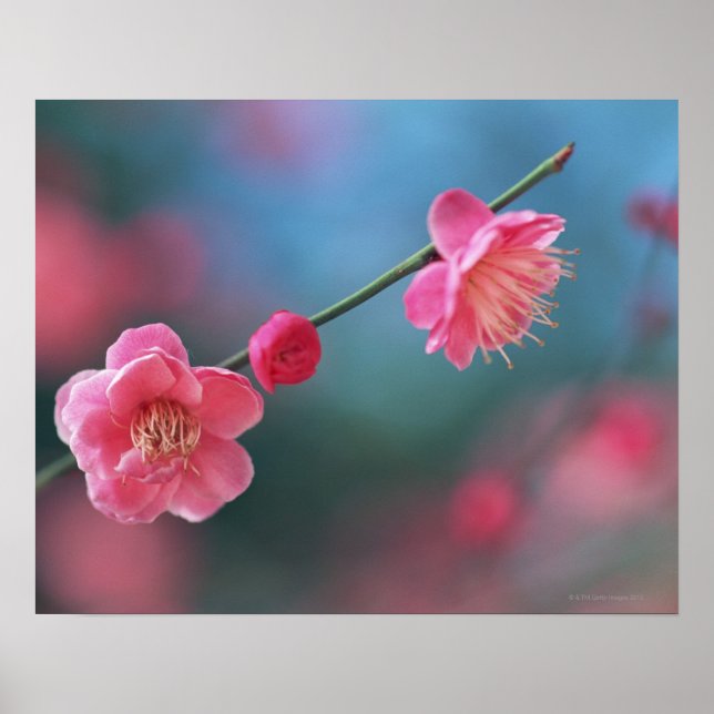 Póster Pleno japonés 4 (Frente)