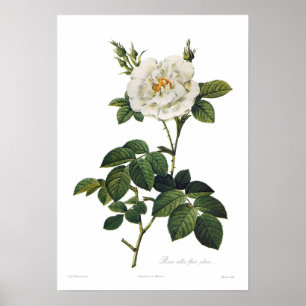 Póster Plenos alba del flore de Rosa