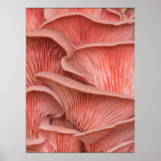 Póster pleurotes roses