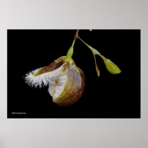 Póster Pleurothallis Cypripedioides