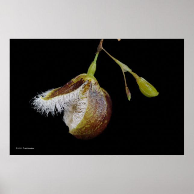 Póster Pleurothallis Cypripedioides (Frente)