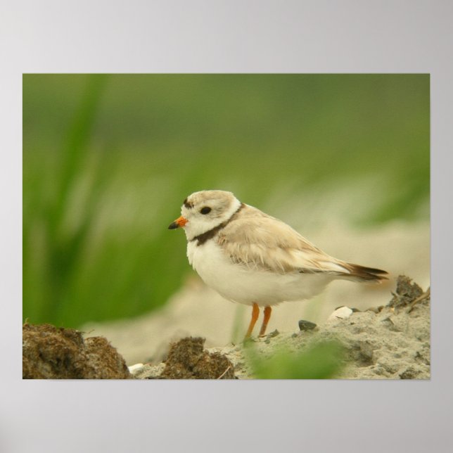 Póster Plover (Frente)