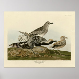 Póster Plover de barriga negra - Los pájaros de los Estad