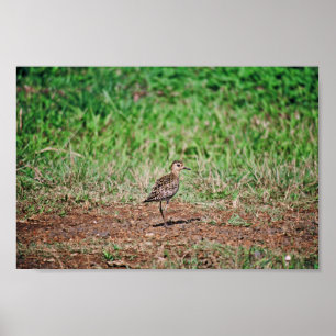 Póster Plover dorada del Pacífico