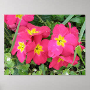 Póster Ployanthus Print