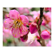 Plum Blossom Close-Up