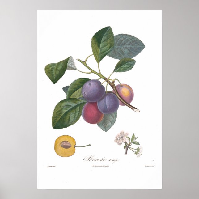 Póster Plum,Enfoque de bricolaje (Frente)