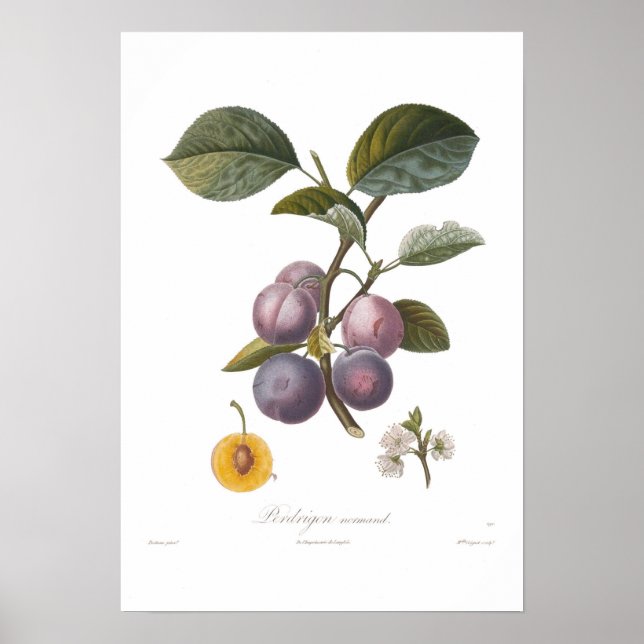 Póster Plum,Perdrigon normand (Frente)