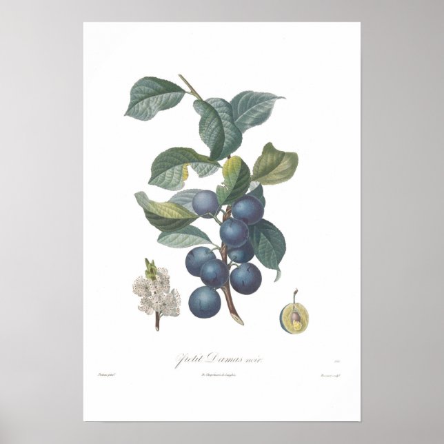 Póster Plum, Petit Damas noir (Frente)