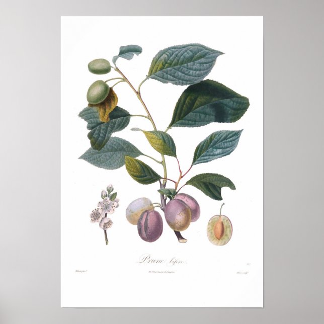 Póster Plum,Prune bifera (Frente)