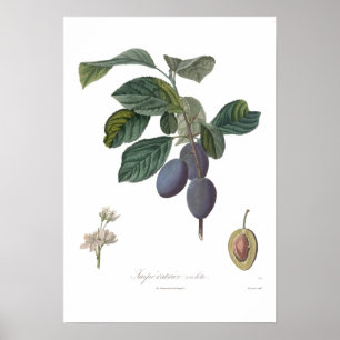 Póster Plum,Violeta de Imperatrice