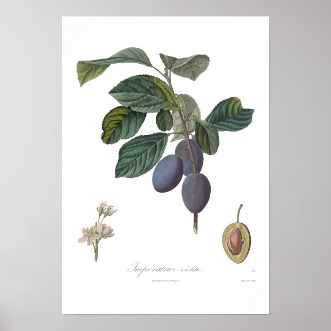 Póster Plum,Violeta de Imperatrice (Frente)