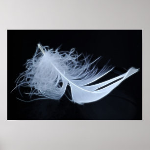 Póster Pluma blanca - angelical por la naturaleza