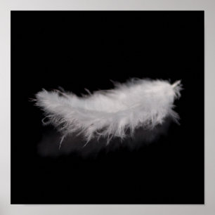 Póster Pluma blanca elegante en un fondo negro