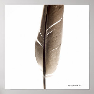 Póster Pluma blanca frágil