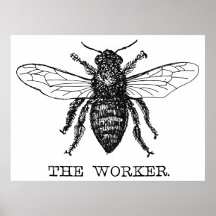 Póster Pluma de abeja y Ilustracion de tinta para trabaja
