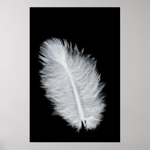 Póster Pluma de ave blanca