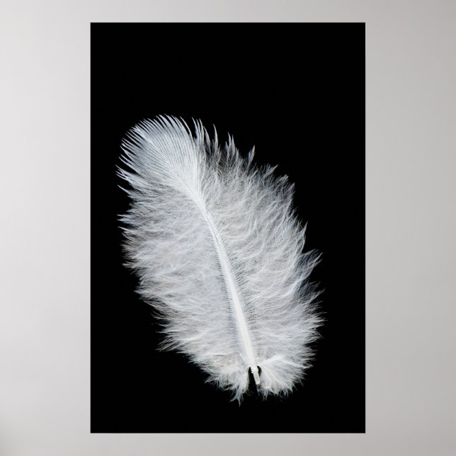 Póster Pluma de ave blanca (Frente)