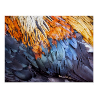 Póster Pluma de Bellas Artes