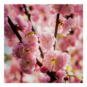 Póster Pluma de flores - Paradismo rosa