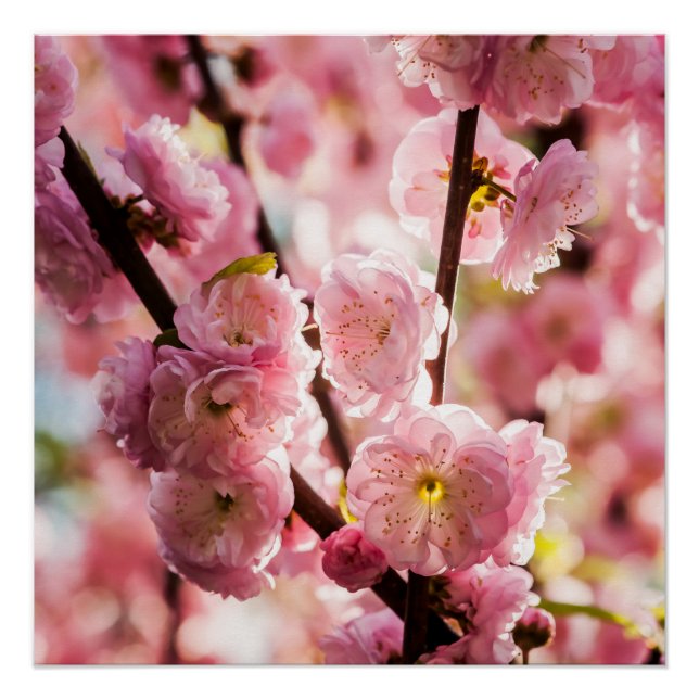 Póster Pluma de flores - Paradismo rosa (Anverso)