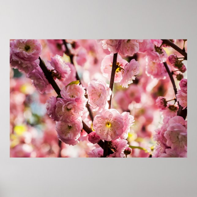 Póster Pluma de flores - Paradismo rosa (Frente)