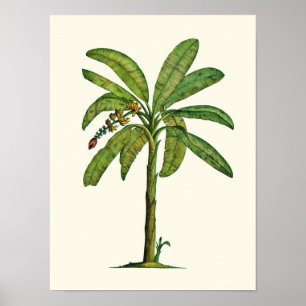 Póster Pluma de plátano y tinta