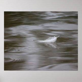 Póster pluma en el agua