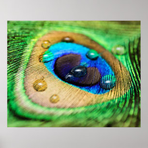 Póster Pluma macra abstracta del pavo real con el poster
