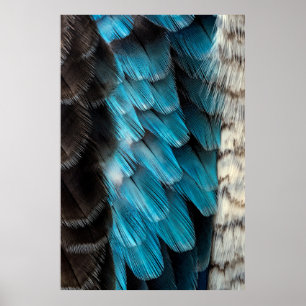 Póster Pluma negra y azul