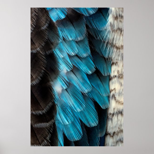 Póster Pluma negra y azul (Frente)