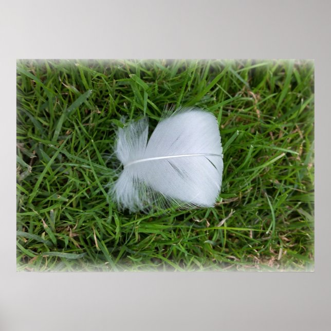 Póster Pluma perdida (Frente)
