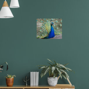 Póster Plumaje de pluma de pavo real azul fotográfico
