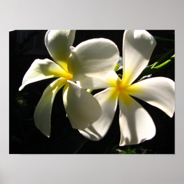 Póster Plumaria Hawaiian Tropical Flowers Poster Print (Frente)