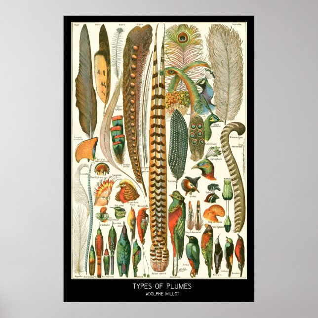 Póster Plumas (Frente)