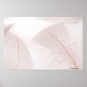 Póster Plumas blancas
