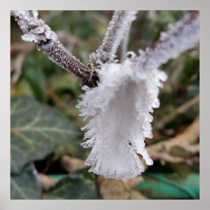 Póster plumas congeladas