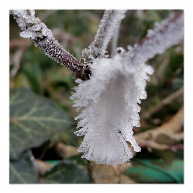 Póster plumas congeladas (Anverso)