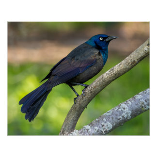 Póster Plumas de Acero. Zanate