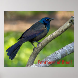 Póster Plumas de Acero. Zanate