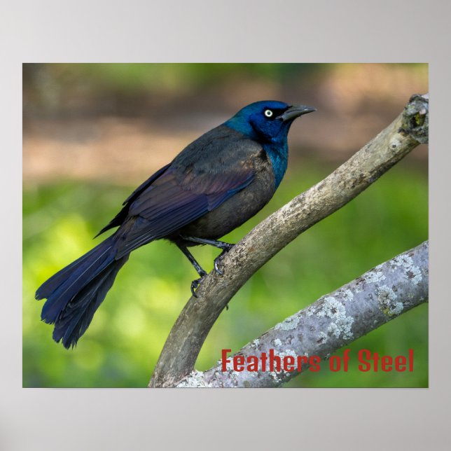 Póster Plumas de Acero. Zanate (Frente)