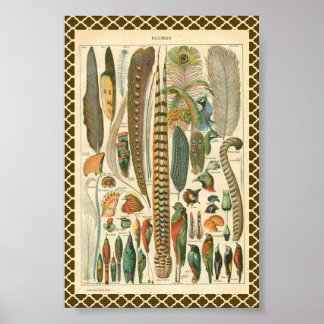 Póster Plumas de época