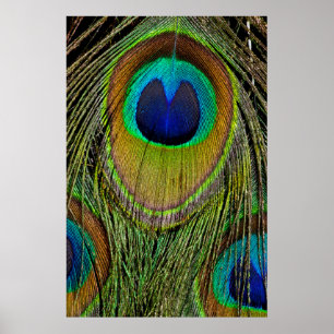 Póster Plumas de la cola del pavo real macho